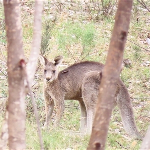 Macropus giganteus (Eastern Grey Kangaroo) at Denman Prospect, ACT - 6 Apr 2025 by MB