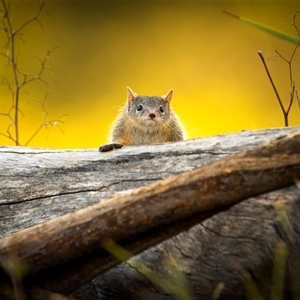 Antechinus flavipes at Bellmount Forest, NSW - suppressed