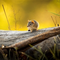 Antechinus flavipes at Bellmount Forest, NSW - suppressed