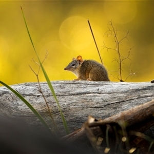 Antechinus flavipes at Bellmount Forest, NSW - suppressed