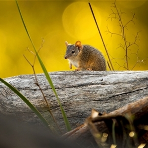 Antechinus flavipes at Bellmount Forest, NSW - suppressed