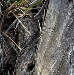 Antechinus flavipes at Bellmount Forest, NSW - suppressed
