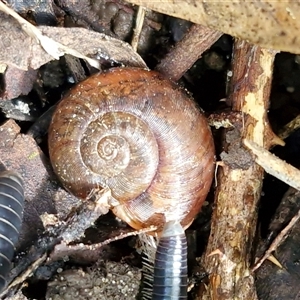 Austrorhytida capillacea at Fitzroy Falls, NSW - 6 Apr 2025 11:08 AM