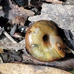Austrorhytida capillacea at Fitzroy Falls, NSW - 6 Apr 2025 11:08 AM