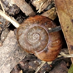 Austrorhytida capillacea at Fitzroy Falls, NSW - 6 Apr 2025 11:08 AM