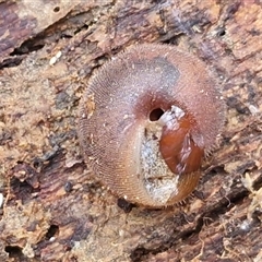 Austrochloritis metuenda at Fitzroy Falls, NSW - 6 Apr 2025 10:54 AM