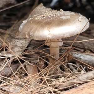 Amanita sp. at Fitzroy Falls, NSW - 6 Apr 2025 10:52 AM