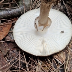 Amanita sp. at Fitzroy Falls, NSW - 6 Apr 2025 10:52 AM