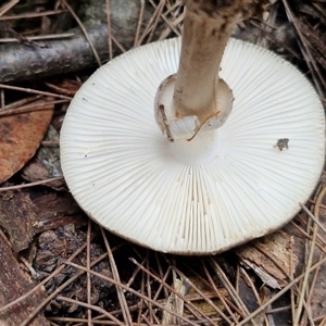 Amanita sp. at Fitzroy Falls, NSW - 6 Apr 2025 10:52 AM