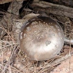 Amanita sp. at Fitzroy Falls, NSW - 6 Apr 2025 10:52 AM