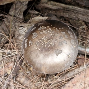 Amanita sp. at Fitzroy Falls, NSW - 6 Apr 2025 10:52 AM