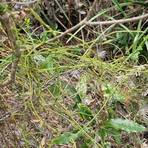 Cassytha pubescens at Fitzroy Falls, NSW - 6 Apr 2025 10:49 AM