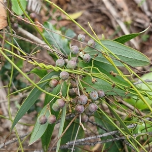Smilax glyciphylla at Fitzroy Falls, NSW - 6 Apr 2025 10:49 AM