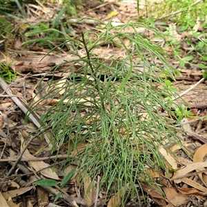 Pseudolycopodium densum at Fitzroy Falls, NSW - suppressed
