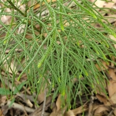Pseudolycopodium densum at Fitzroy Falls, NSW - suppressed
