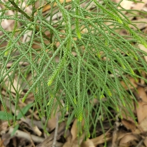 Pseudolycopodium densum at Fitzroy Falls, NSW - suppressed