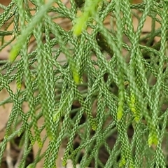 Pseudolycopodium densum at Fitzroy Falls, NSW - suppressed