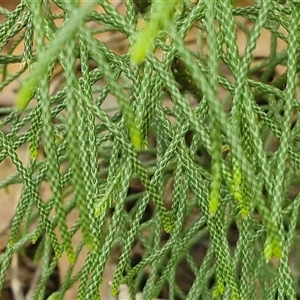 Pseudolycopodium densum at Fitzroy Falls, NSW - suppressed