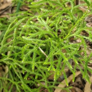 Pseudolycopodium densum at Fitzroy Falls, NSW - suppressed