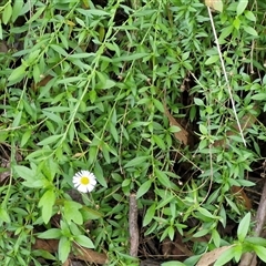Erigeron karvinskianus at Fitzroy Falls, NSW - 6 Apr 2025 10:33 AM