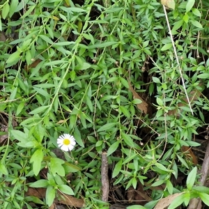 Erigeron karvinskianus at Fitzroy Falls, NSW - 6 Apr 2025 10:33 AM