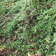 Erigeron karvinskianus at Fitzroy Falls, NSW - 6 Apr 2025 10:33 AM