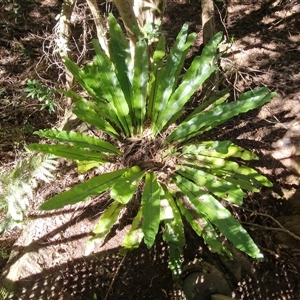 Asplenium australasicum at Fitzroy Falls, NSW - suppressed