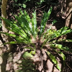 Asplenium australasicum at Fitzroy Falls, NSW - suppressed