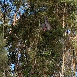 Callocephalon fimbriatum at Laguna, NSW - suppressed
