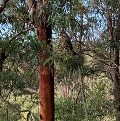Callocephalon fimbriatum at Laguna, NSW - suppressed