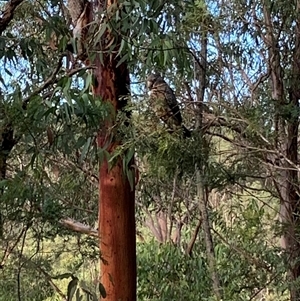 Callocephalon fimbriatum at Laguna, NSW - suppressed