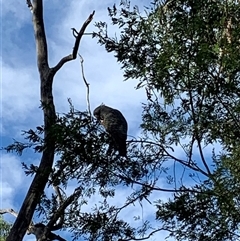 Callocephalon fimbriatum at Laguna, NSW - suppressed