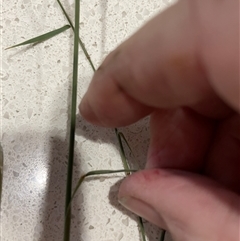 Walwhalleya subxerophila at Franklin, ACT - 6 Apr 2025 05:33 PM