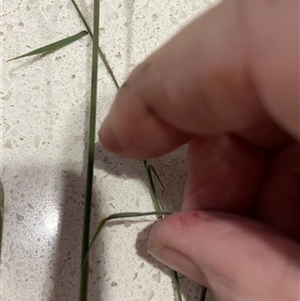 Walwhalleya subxerophila at Franklin, ACT - 6 Apr 2025 05:33 PM