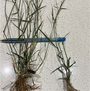Walwhalleya subxerophila at Franklin, ACT - 6 Apr 2025 05:33 PM