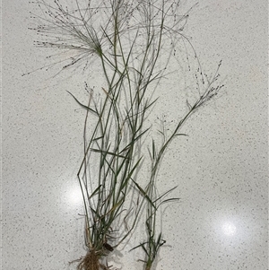 Walwhalleya subxerophila at Franklin, ACT - 6 Apr 2025 05:33 PM