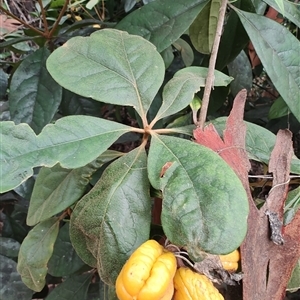 Pittosporum revolutum at Depot Beach, NSW - 6 Apr 2025 01:30 PM