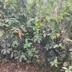 Pittosporum revolutum at Depot Beach, NSW - 6 Apr 2025 01:30 PM