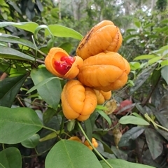 Pittosporum revolutum at Depot Beach, NSW - 6 Apr 2025 01:30 PM