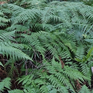 Calochlaena dubia at Depot Beach, NSW - 6 Apr 2025 01:39 PM
