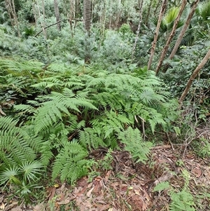 Calochlaena dubia at Depot Beach, NSW - 6 Apr 2025 01:39 PM