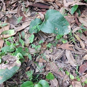 Smilax australis at Depot Beach, NSW - 6 Apr 2025 01:43 PM