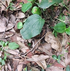 Smilax australis at Depot Beach, NSW - 6 Apr 2025 01:43 PM