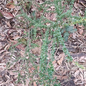 Bursaria spinosa at South Durras, NSW - 6 Apr 2025 02:16 PM