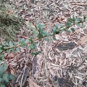 Bursaria spinosa at South Durras, NSW - 6 Apr 2025 02:16 PM