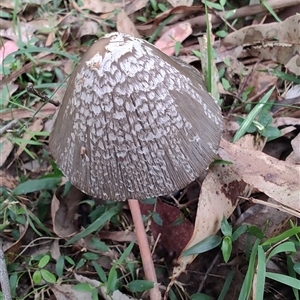 Coprinellus etc. at Durras North, NSW - 6 Apr 2025 02:05 PM
