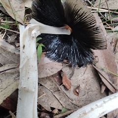 Coprinellus etc. at Durras North, NSW - 6 Apr 2025 02:05 PM