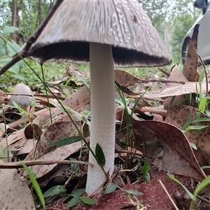 Coprinellus etc. at Durras North, NSW - 6 Apr 2025 02:05 PM