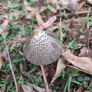 Coprinellus etc. at Durras North, NSW - 6 Apr 2025 02:05 PM