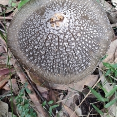 Coprinellus etc. at Durras North, NSW - 6 Apr 2025 02:05 PM